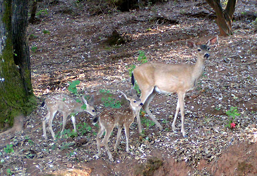 A doe and two newly born fawns