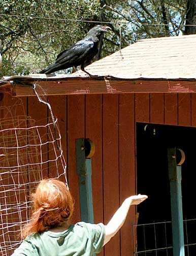 The author feeding a yearling raven