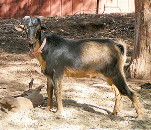 PsiKeep Ranch #Psi-J-01: male kid for sale