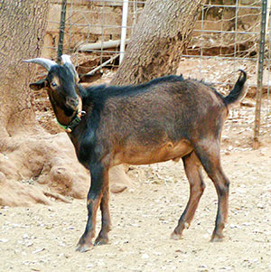 PsiKeep Ranch #PSI-J-05: buck kid for sale