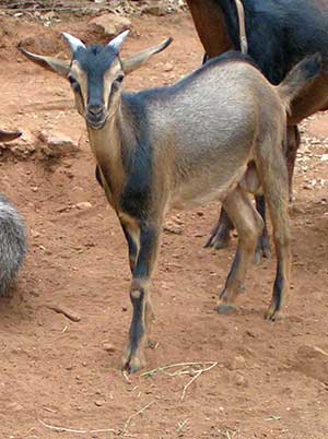PsiKeep Ranch #PSI-J-07: buck kid for sale