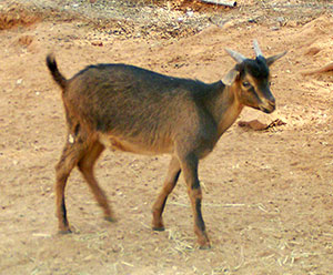 PsiKeep Ranch #PSI-J-09: buck kid for sale