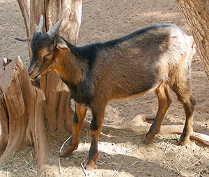 PsiKeep Ranch #PSI-J-11: buck kid for sale