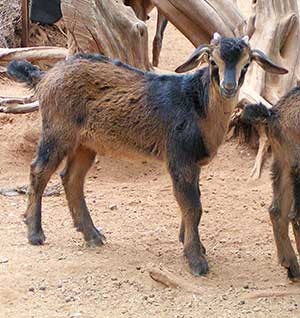 PsiKeep Ranch #PSI-J-13: Buck kid for sale