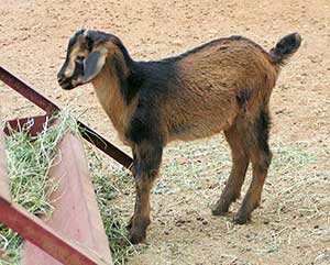 PsiKeep Ranch #PSI-J-15: Buck kid for sale