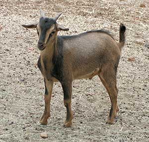 PsiKeep Ranch #PSI-J-17: Buck kid for sale