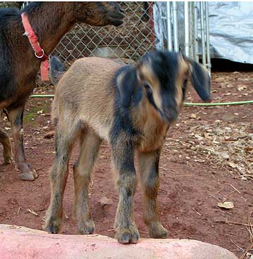 Example of black markings on the face and shoulders