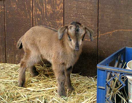 dun coloration on a weekold  San Clemente kid goat