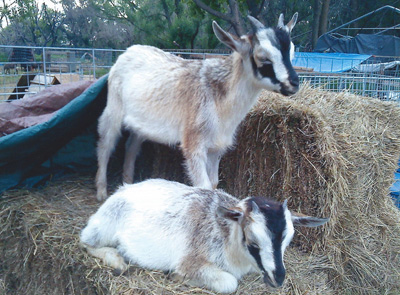 White San Clemente goats from breeder Jerry Gauquie