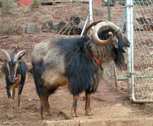 Standard coloration of an adult male  San Clemente goat