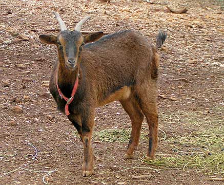 Red coloration in a   San Clemente goat