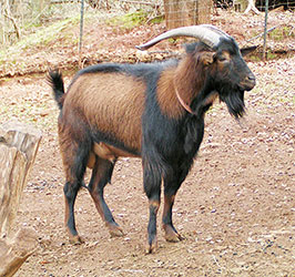 SCI breeding buck named Sangrio