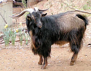 Buck from the Plimoth genetic line of San Clemente Island goats