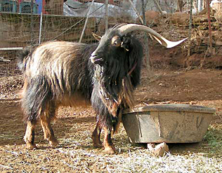 SCI breeding buck named Shetland