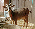 SCI breeding doe named Gerba